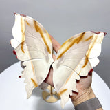 2 Pieces Butterfly Carving With Stand Flower Agate Mookaite - Wholesale Crystals