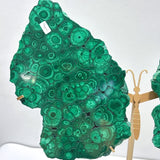 Beautiful Large Polished Malachite Raw Slab Butterfly Wing With Stand (#7) - Wholesale Crystals