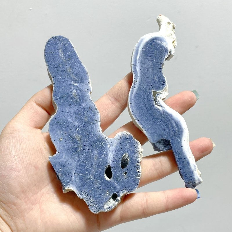 Blue Ridge Coral Slab Heliopora Coerulea Slab Wholesale - Wholesale Crystals