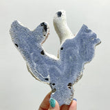 Blue Ridge Coral Slab Heliopora Coerulea Slab Wholesale - Wholesale Crystals