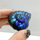Labradorite Conch Carving Wholesale -Wholesale Crystals