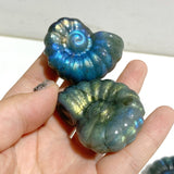 Labradorite Conch Carving Wholesale -Wholesale Crystals