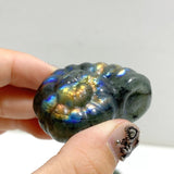 Labradorite Conch Carving Wholesale -Wholesale Crystals