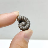 Mini Silver Sheen Obsidian Conch Carving Wholesale -Wholesale Crystals