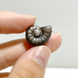 Mini Silver Sheen Obsidian Conch Carving Wholesale -Wholesale Crystals