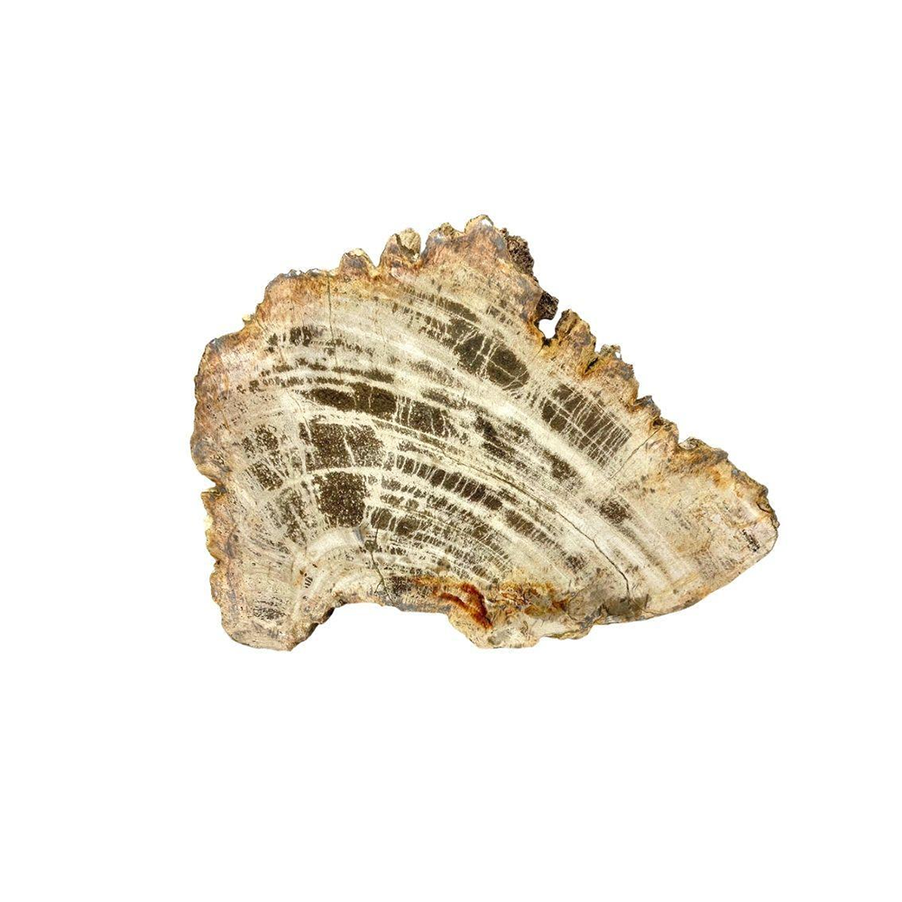 Petrified Wood