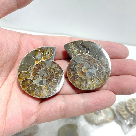 Natural Ammonite Fossil Conch Wholesale - Wholesale Crystals
