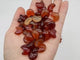 Carnelian Mini Moon Crystals Wholesale -Wholesale Crystals