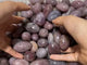 Purple Rose Quartz Tumbled Wholesale -Wholesale Crystals