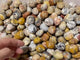 Natural Crazy Agate Tumbled Wholesale -Wholesale Crystals