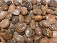 Sunstone Palm Wholesale