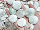 Round Polished Shell Fossil Wholesale