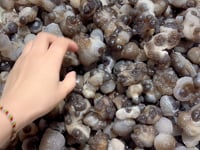 Raw Truffle Chalcedony Wholesale