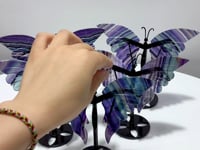 5 Pairs Symmetry Fluorite Butterfly Wing With Stand