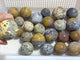 25 Pieces Beautiful Ocean Jasper Spheres