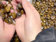 Polished Yellow Tiger Eye Chips Tumbled Wholesale