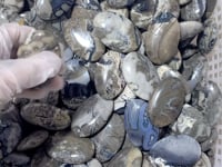 Volcanic Agate Palm Wholesale Closeout(No UV Reactive)