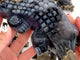 6 Pieces Large Volcanic Agate Crocodile Carving(UV-Reactive)