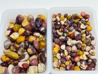 0.59-1.37in Mookaite Tumbled Wholesale