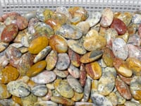 Crazy Agate Palm Wholesale