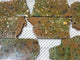 7 Pieces Peacock Eye Rain Forest Jasper Slab