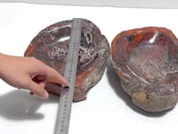 2 Pieces Large Petrified Wood Bowl