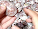 Sunstone Palm Wholesale