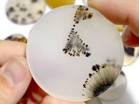 12 Pieces Natural Rare Scenic Dendritic Agate Stone