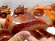 7 Pieces Carnelian Dragon Head Carving