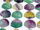Rainbow Fluorite Shell Wholesale (No.61-80)