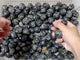 Que Sera Tumbled Wholesale
