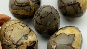 Septarium Egg Wholesale -Wholesale Crystals