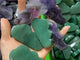 Chevron Amethyst & Green Aventurine Cloud Carving Wholesale -Wholesale Crystals