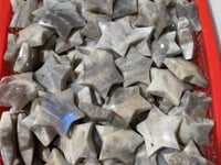 Sunstone Mixed Moonstone Star Wholesale