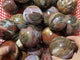 Petrified Wood Sphere Ball Wholesale