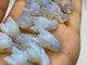 Mini Opalite Dragon Head Carving Wholesale -Wholesale Crystals