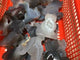 Geode Agate Druzy Cat Wholesale