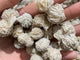 Small Desert Rose Raw Wholesale
