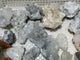 Small Raw Apophyllite Stones Wholesale