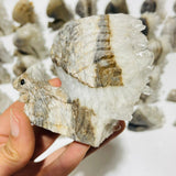 29 Pieces Clear Quartz Cluster Squirrel Carving -Wholesale Crystals